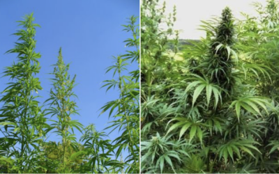 Forskellen på Hamp og Marijuana